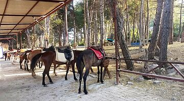 Horseback riding