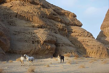 Horseback riding