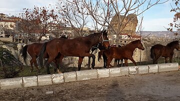 Horseback riding