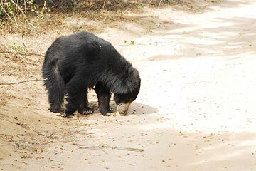 Game viewing